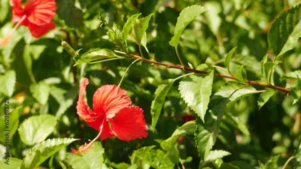 There are red flowers in the bush and garden, specifically hibiscus flowers There are red flowers in the bush and garden, specifically hibiscus flowers