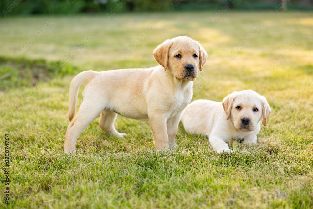 Portrait of Two labrador retriever puppies outdoor