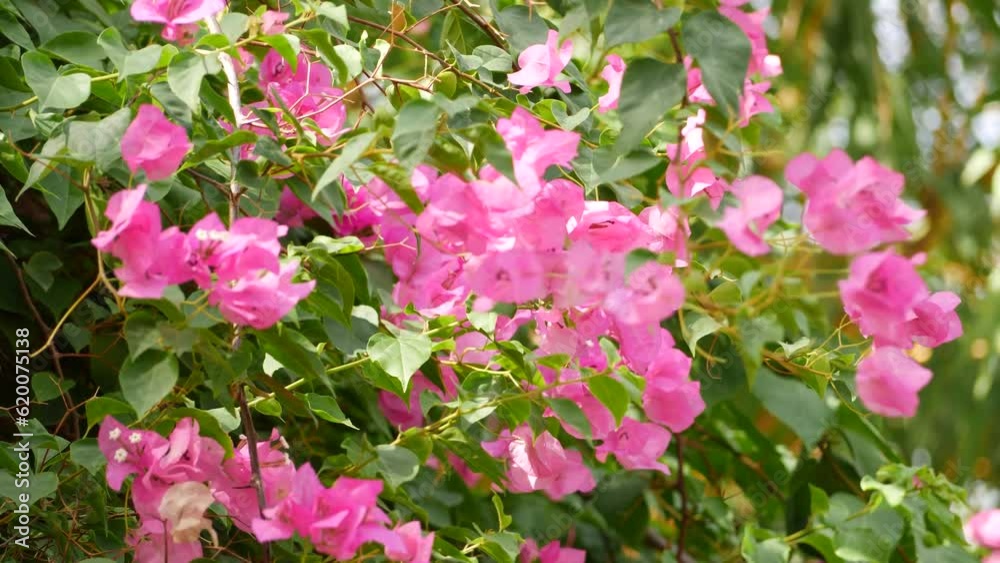 Bougainvillea is a genus with bright pink flowers, known as the most beautiful plant and Mexico's national flower Bougainvillea is a genus with bright pink flowers, known as the most beautiful plant and Mexico's national flower
