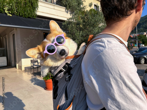 Funny dog wearing sunglasses, travelling in a backpack on the back of a man