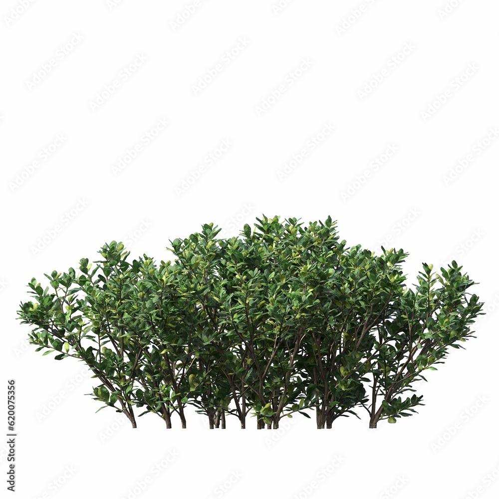 Fototapeta premium bush isolated on white background, 3D illustration, cg render 