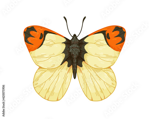 Flying butterfly of Anthocharis damone species in vintage detailed style. Eastern orange tip moth, insect. Retro realistic hand-drawn vector graphic illustration isolated on white background