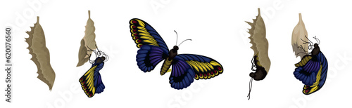 Chrysalis or Nympha as Pupal Stage of Butterfly Development Vector Set