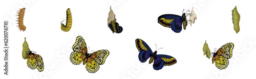 Chrysalis or Nympha as Pupal Stage of Butterfly Development Vector Set