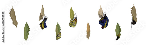 Chrysalis or Nympha as Pupal Stage of Butterfly Development Vector Set