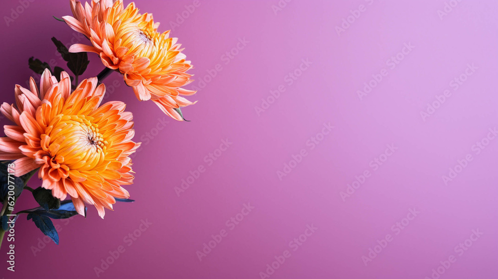Obraz premium Chrysanthemum On colorful background. Empty copy space on side. Generative AI.