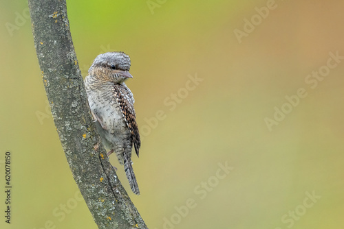 Wendehals in freier Natur