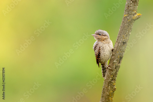 Wendehals in freier Natur photo