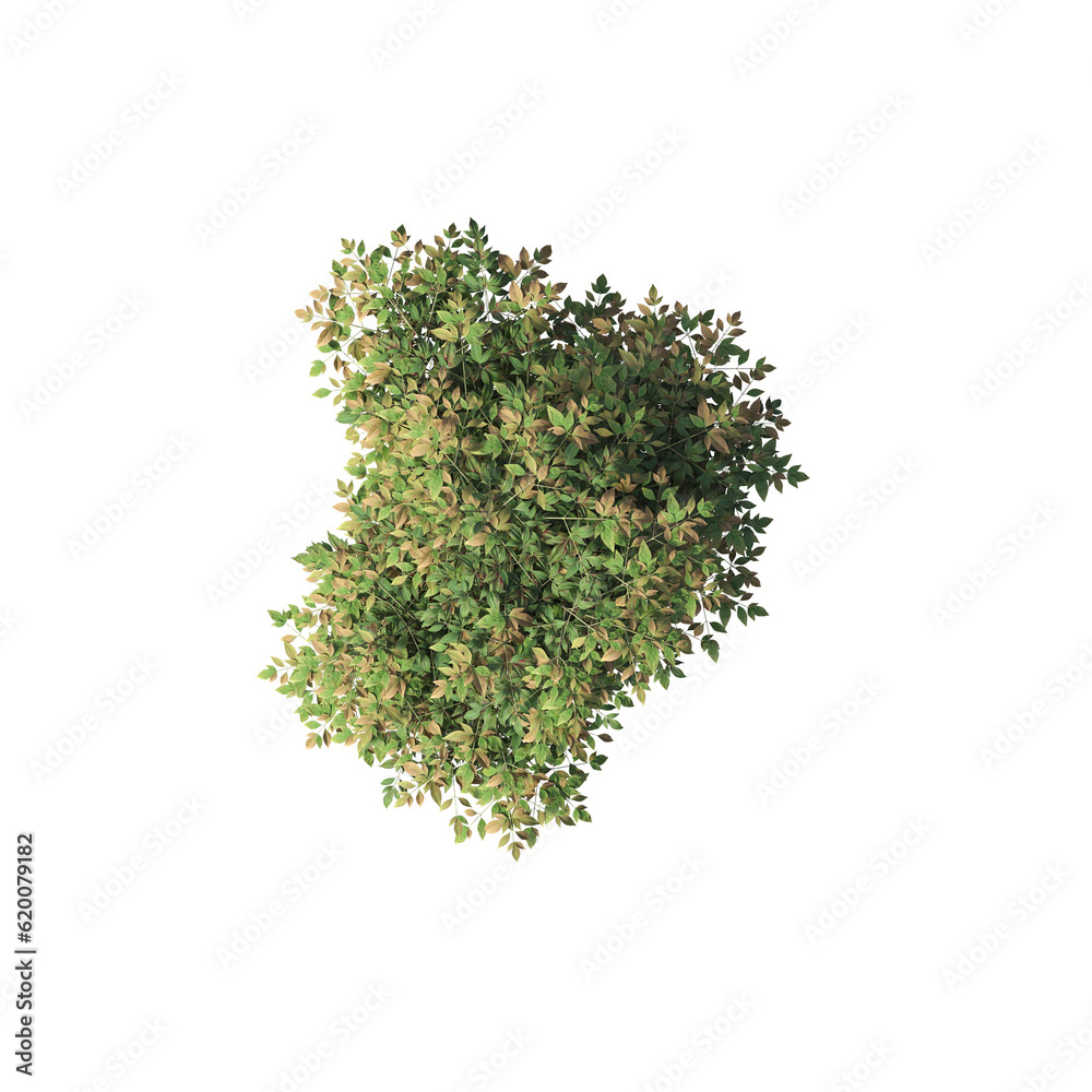 bush, top view, isolate on a transparent background, 3D illustration, cg render
