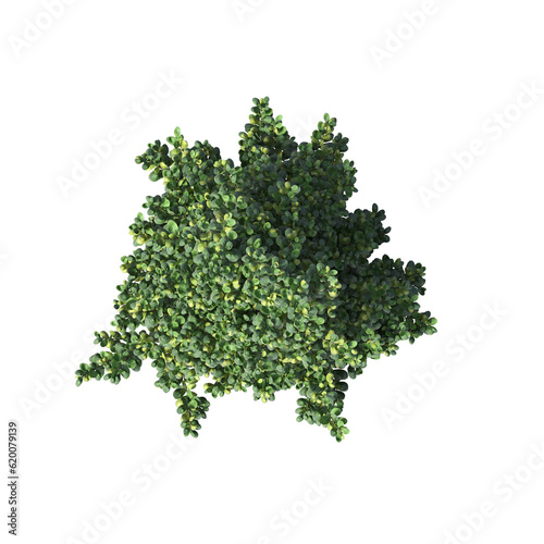 bush, top view, isolate on a transparent background, 3D illustration, cg render 