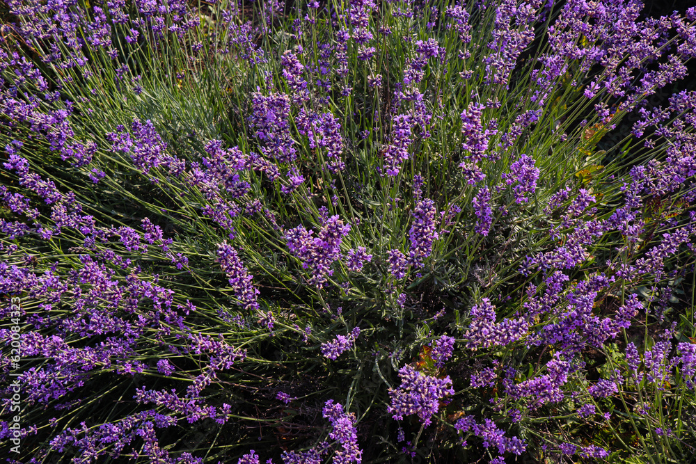 Obraz premium A large lavender field. Purple lavender bushes. Beautiful purple blooming in the vast expanses