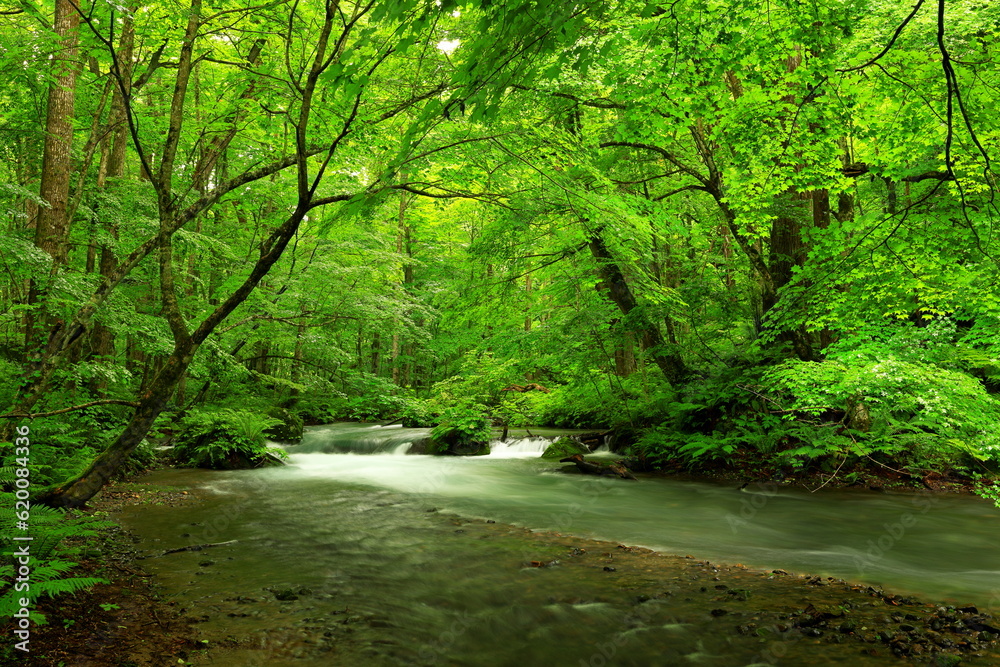Summer green colors of Oirase River, located at Towada, Aomori, Japan Summer green colors of Oirase River, located at Towada, Aomori, Japan