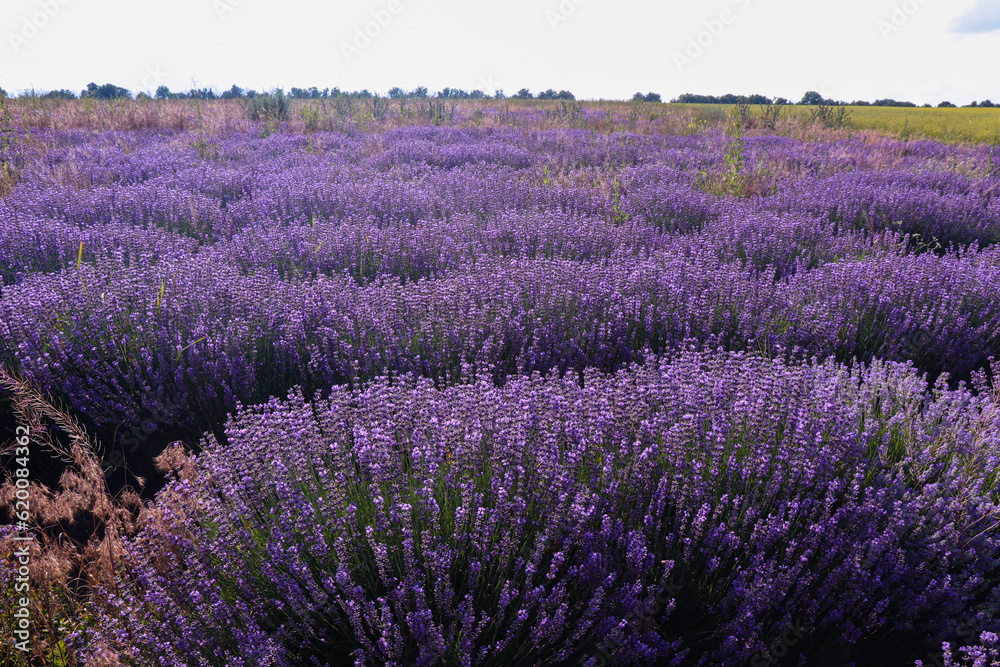 A large lavender field. Purple lavender bushes. Beautiful purple blooming in the vast expanses