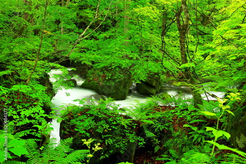 Summer green colors of Oirase River  located at Towada  Aomori  Japan