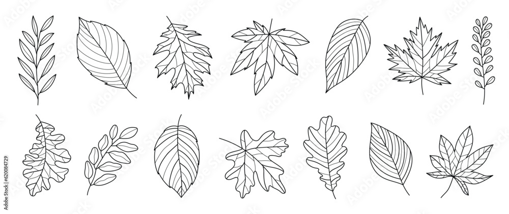 Set botanical hand drawn vector element. Collection of foliage, leaf branch, floral, oak, maple leaves in line art. Autumn season blossom illustration design for logo, wedding, invitation, decor.