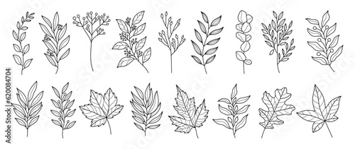 Set botanical hand drawn vector element. Collection of foliage, leaf branch, floral, oak, maple leaves in line art. Autumn season blossom illustration design for logo, wedding, invitation, decor.