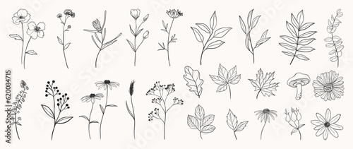 Set botanical hand drawn vector element. Collection of foliage, mushroom, floral, oak leaf, maple leaves in line art. Autumn season blossom illustration design for logo, wedding, invitation, decor.