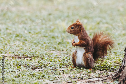 Petit écureuil roux à l'arrêt dans la pelouse