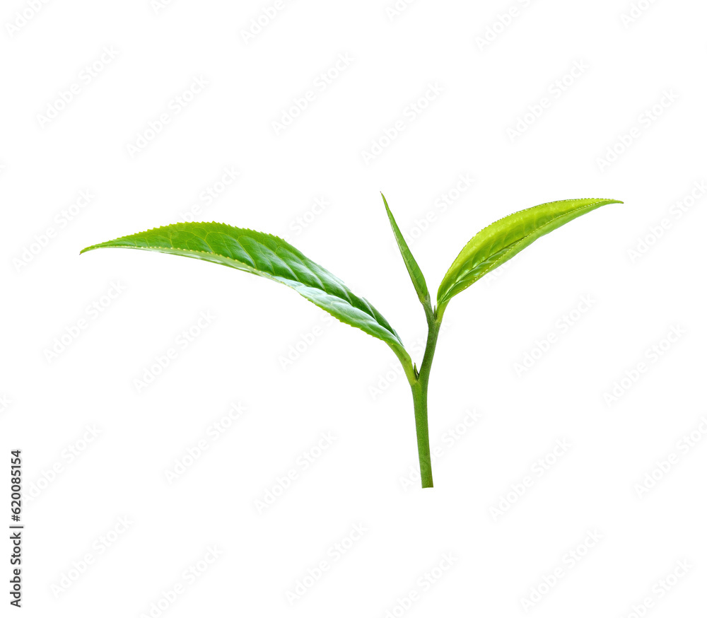 tea leaf isolated transparent png tea leaf isolated transparent png