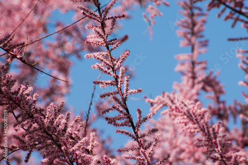 A blossom tree in springtime in the sunlight