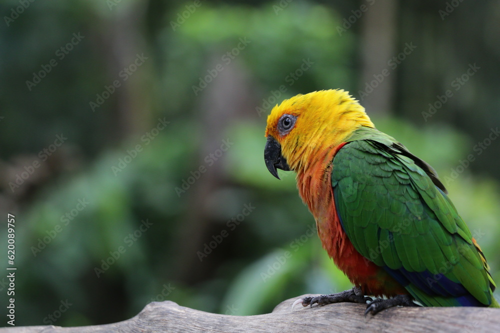 Fototapeta premium Parrot