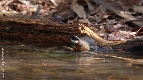 気持ち良さそうに水浴びするヤマゲラ