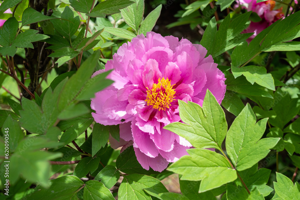 Peonies in bloom in the park Peonies in bloom in the park