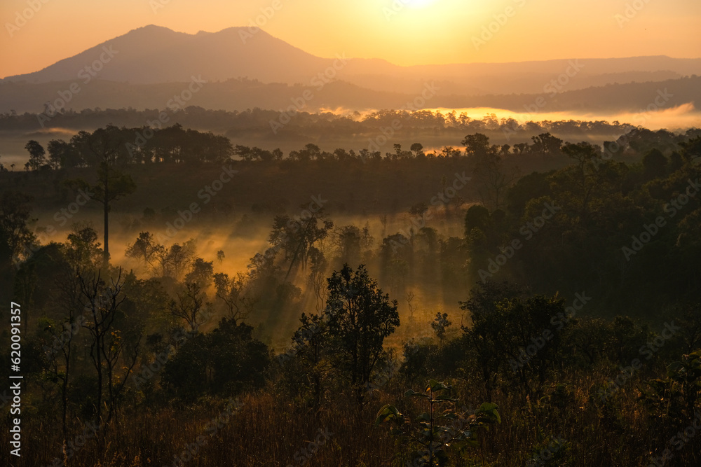 Obraz premium Beautiful and fertile forest landscape, winter During a foggy sunrise morning in Thung Salaeng Luang National Park, Thailand. Travel concept.