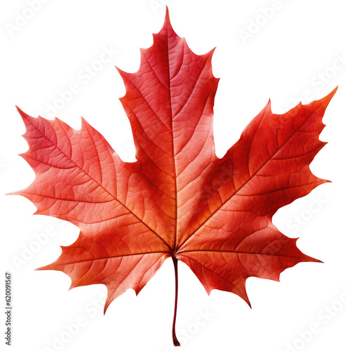 red maple leaf isolated on white background as transparent PNG, generative AI