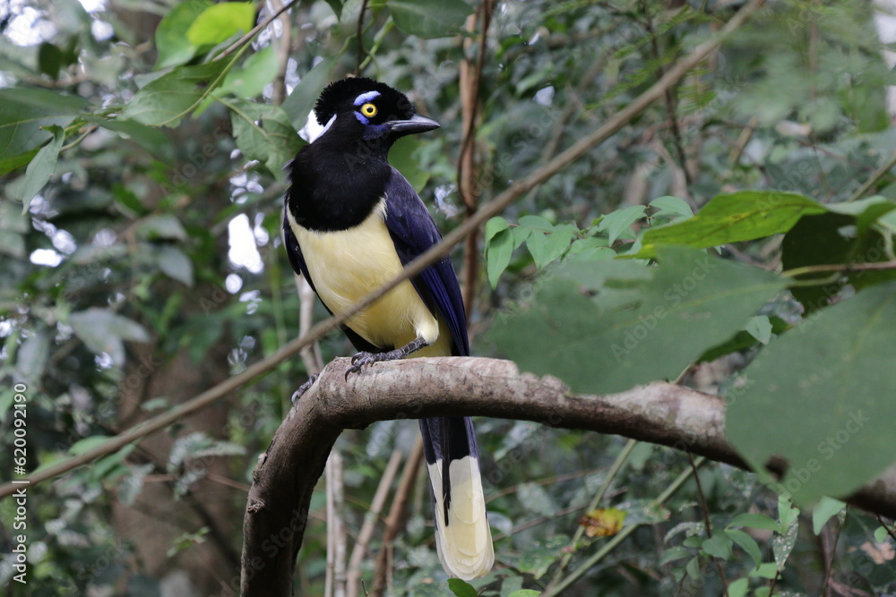 Naklejka premium Magpie (Cyanocorax chrysops)
