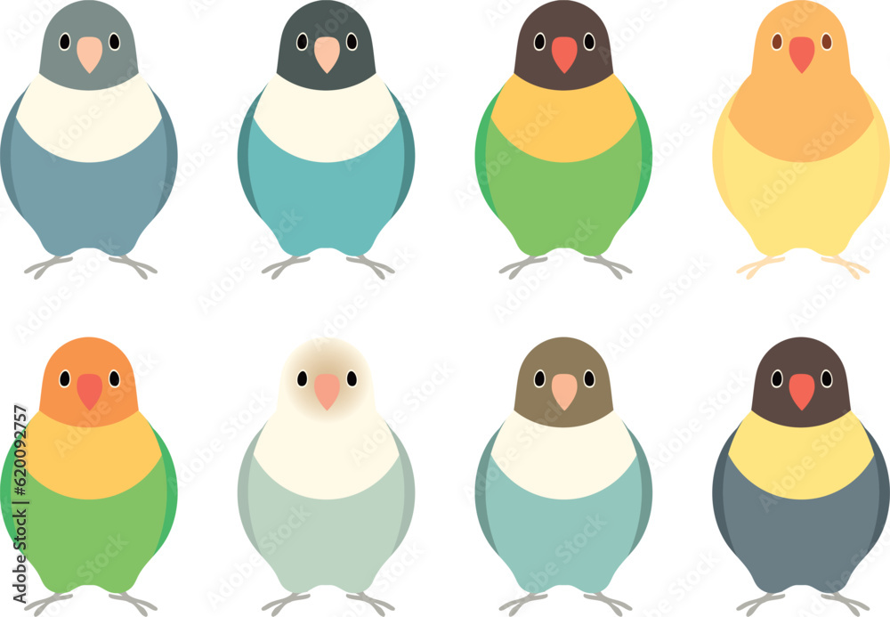 Fototapeta premium ボタンインコ セット