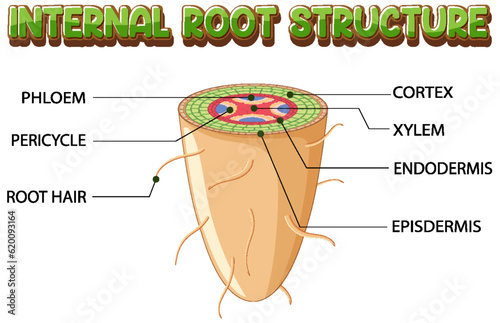 Internal structure of root diagram
