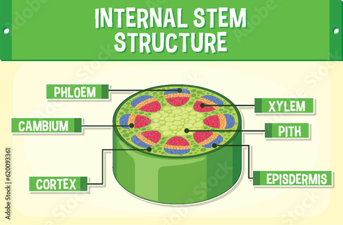 Internal structure of stem diagram