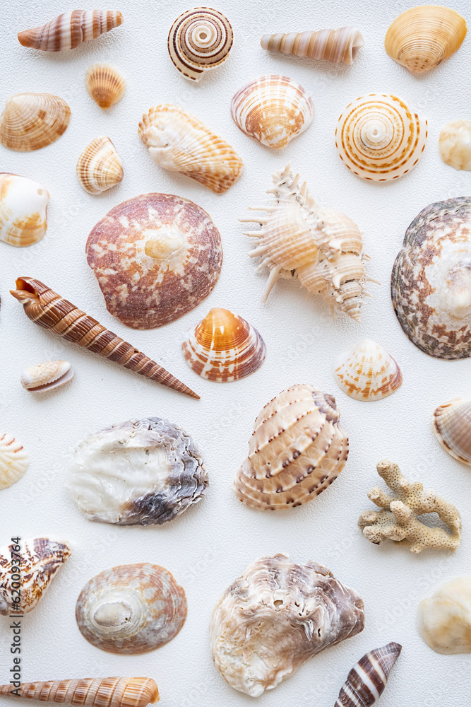 Seashells aesthetic background. Sea shells summery poster.
