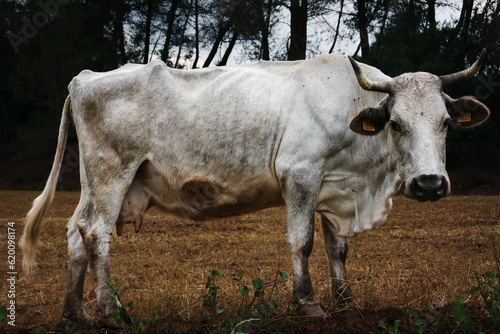 Strong  Old and White Cow