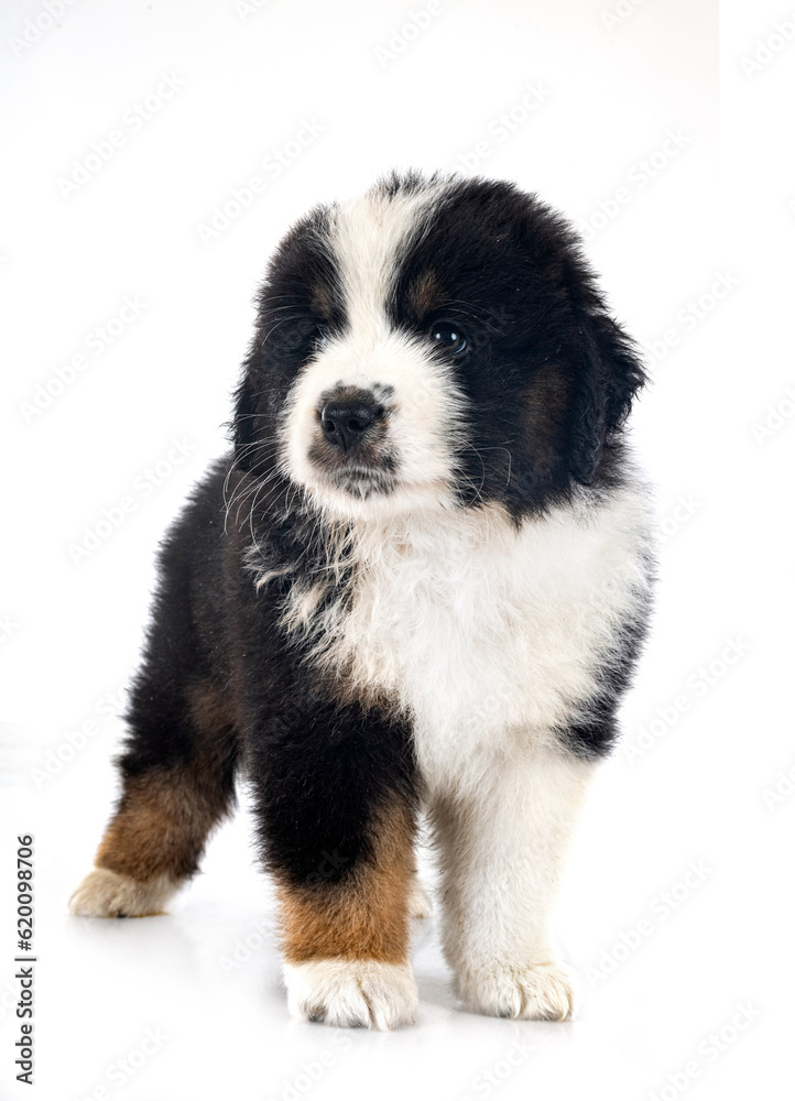 Fototapeta premium Miniature American Shepherd
