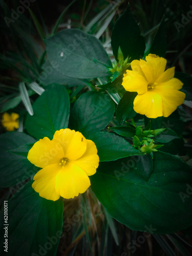 yellow flowers in the garden 