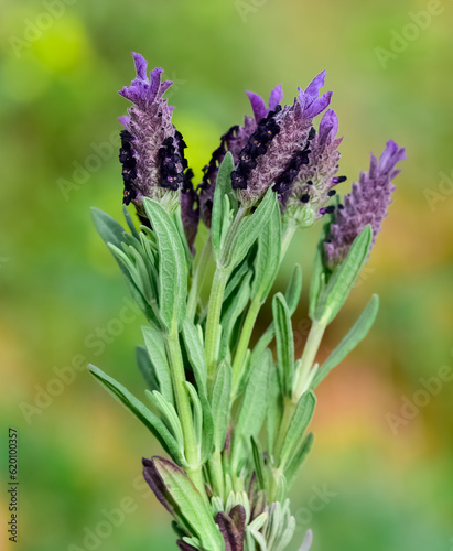 peaceful flowers and natural environment in nature