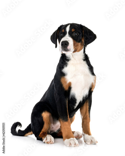 puppy Appenzeller Sennenhund