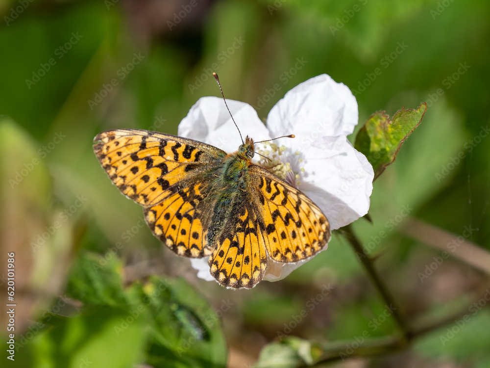 Obraz premium Pearl-bordered Fritillary on Bramble