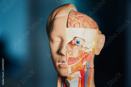 Medicine Puppet Head.