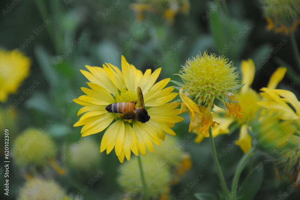 flower, yellow, nature, garden, flowers, summer, plant, sunflower, flora, spring, daisy, blossom, bee, beauty, macro, petal, bloom, color, insect, field, dandelion, floral, petals, botany, pollen flower, yellow, nature, garden, flowers, summer, plant, sunflower, flora, spring, daisy, blossom, bee, beauty, macro, petal, bloom, color, insect, field, dandelion, floral, petals, botany, pollen