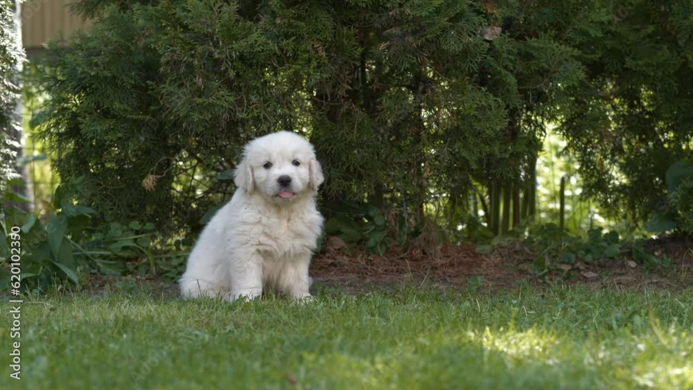 Cute golden retriever puppy resting in the shade with tongue out , static. Cute golden retriever puppy resting in the shade with tongue out , static.