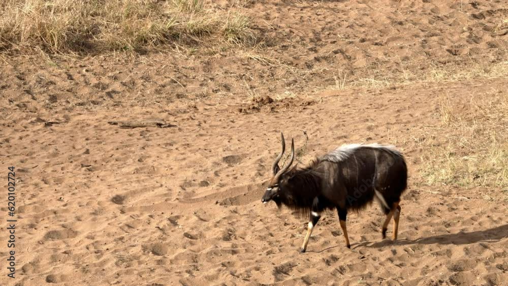 A Nyala bull walks down a sandbank to drink at a rock pool in the iMfolozi Reserve, South Africa. A Nyala bull walks down a sandbank to drink at a rock pool in the iMfolozi Reserve, South Africa.