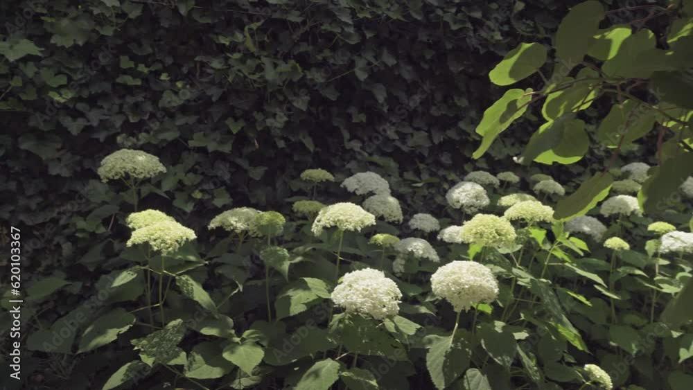 Closeup of a splendid white hydrangea plant, symbol of love, with its characteristic flowers. Closeup of a splendid white hydrangea plant, symbol of love, with its characteristic flowers.