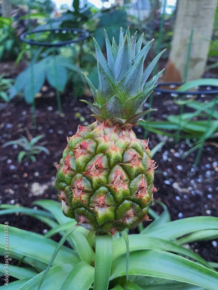 Fototapeta premium Pineapple