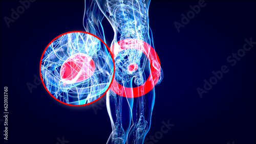Abstract 3D illustration of the anatomy of the bladder