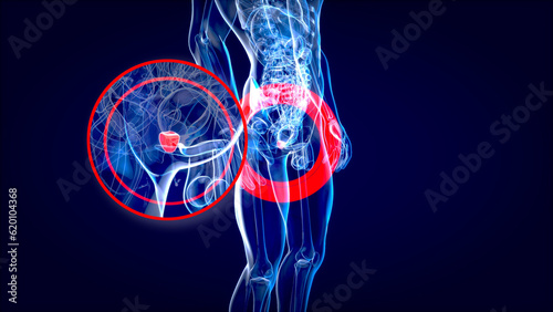 Abstract 3D illustration of the anatomy of the prostate