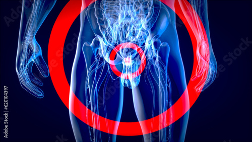 Abstract 3D illustration of the anatomy of the prostate