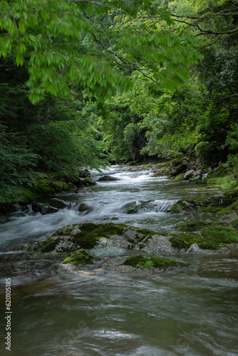 Fototapeta Naklejka Na Ścianę i Meble -  森の中を流れる川